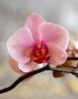Orchid Fragrance Oil - Fragrance Oil
