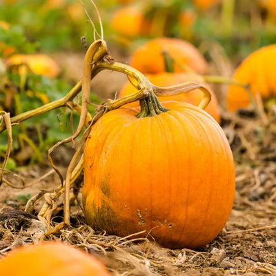Buy Online Perfect Pumpkin Fragrance Oil in India - Purenso Select
