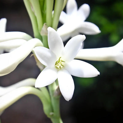 Buy Online Tuberose (Rajanigandha) Fragrance Oil in India - Purenso Select