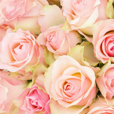 Buy Online Wild Rose Flavor Oil in India - Purenso Select